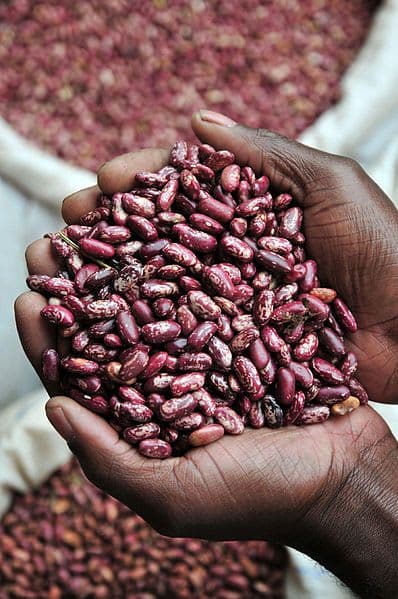 nyota beans
