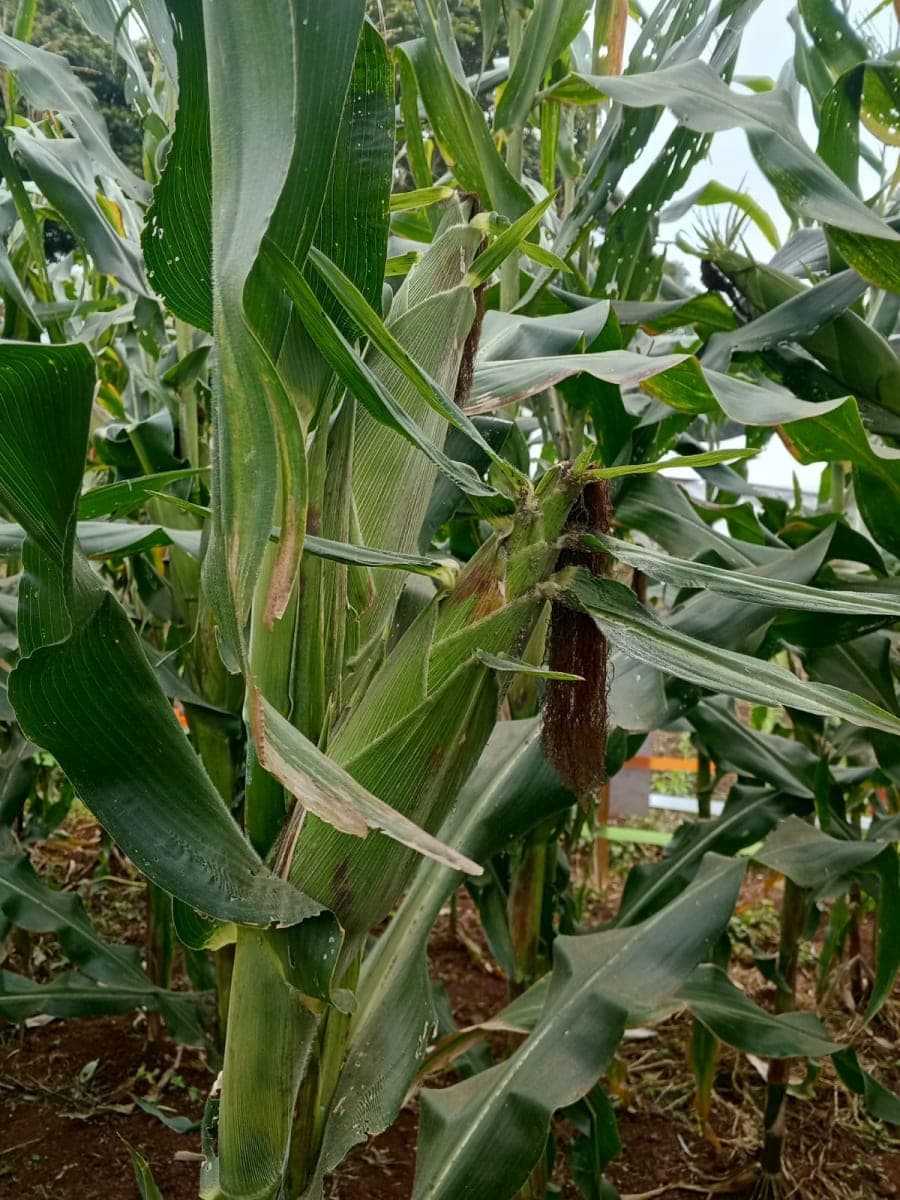 Best Maize Varieties western Kenya 2026 | 20-25 90kg Bag per acre yields Guide